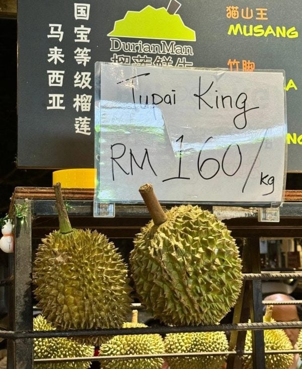 durian tupai king