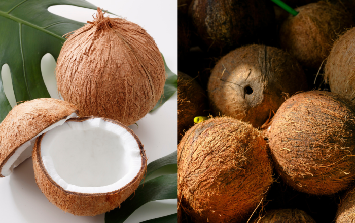 buah kelapa