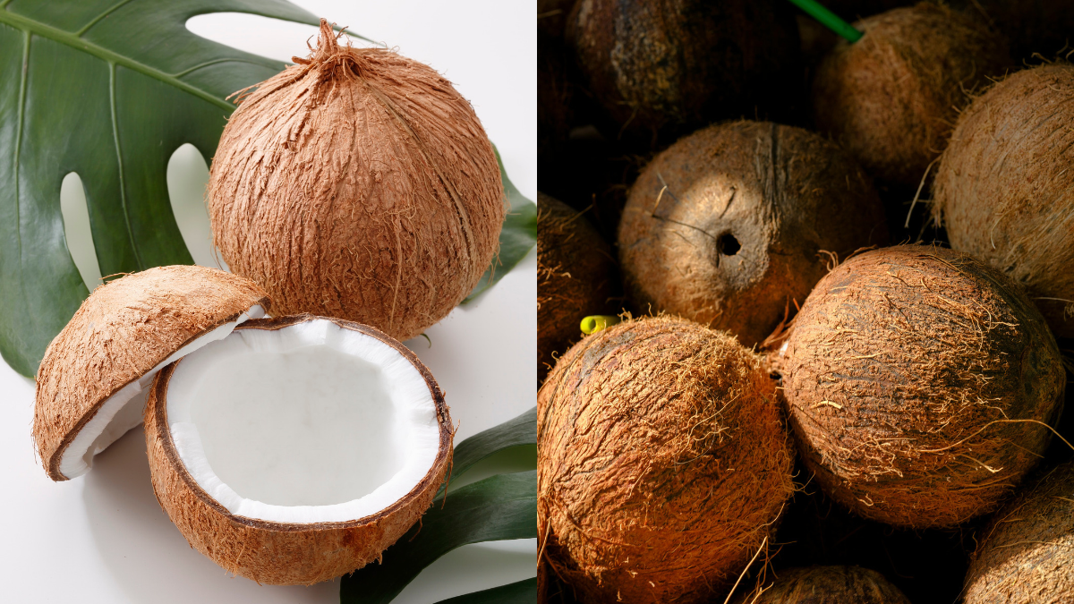 Cara Pilih Buah Kelapa Tua Yang Elok & Isi Tebal Untuk Santan, Ini 5 ‘Tanda’ Yang Wajib Tengok!