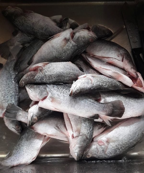 cara siang ikan siakap