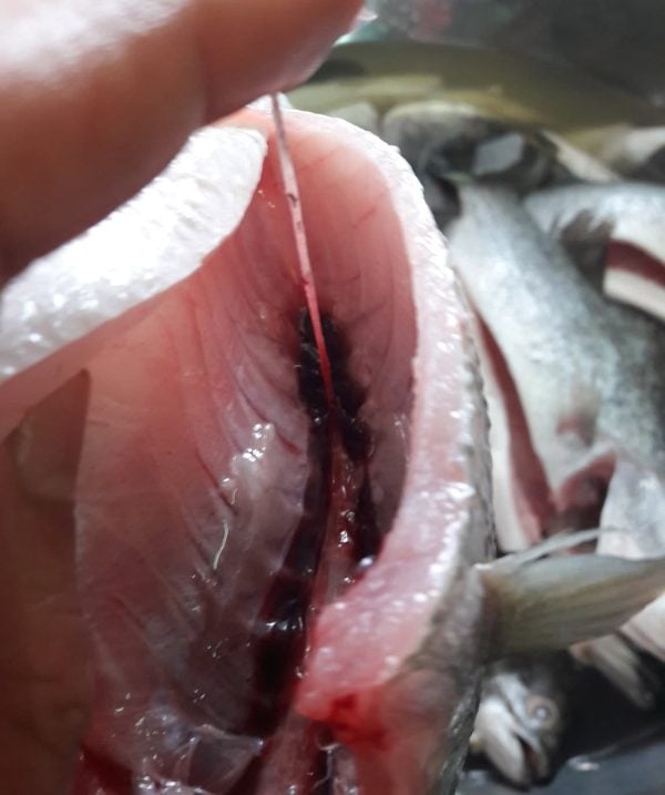 cara siang ikan siakap
