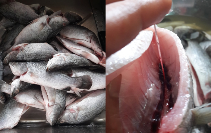 cara siang ikan siakap
