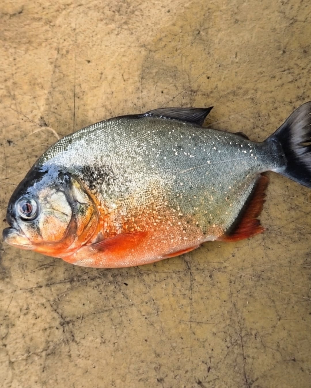 ikan piranha malaysia