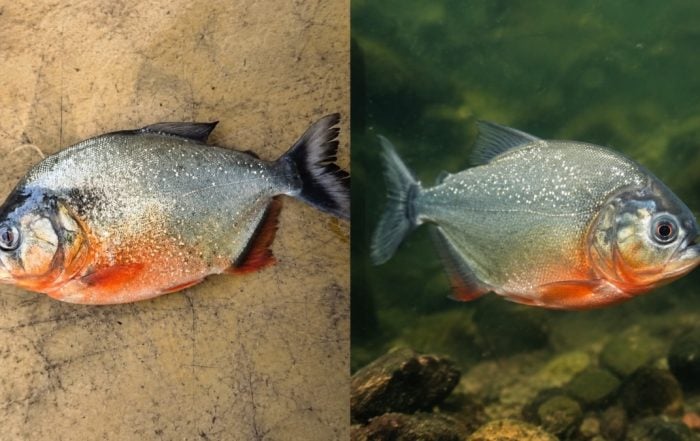 ikan piranha malaysia