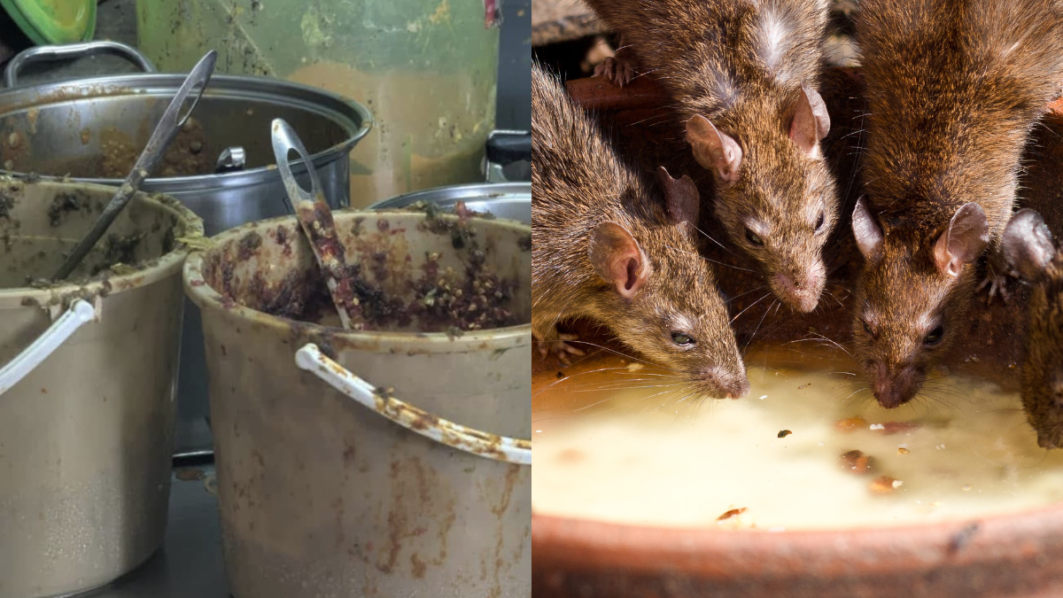 ‘Rider’ Bongkar Premis Makanan Kotor Di Kulim, Lalat & Najis Tikus Ditemui Dalam Kedai!